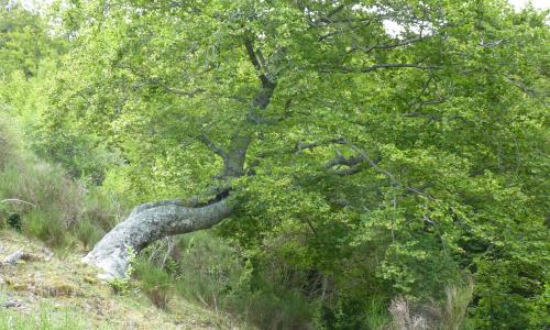 San Martín de los Herreros