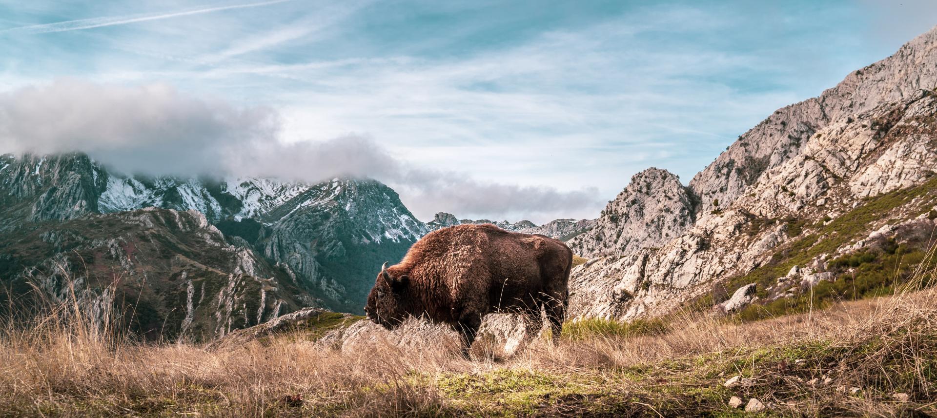 bisonte