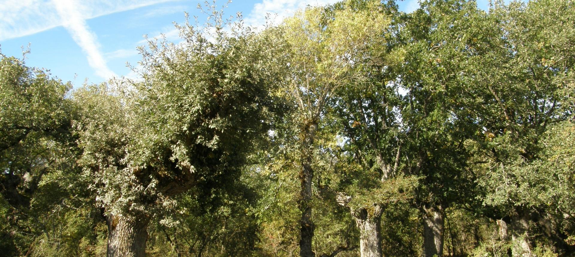 Quintanapalla